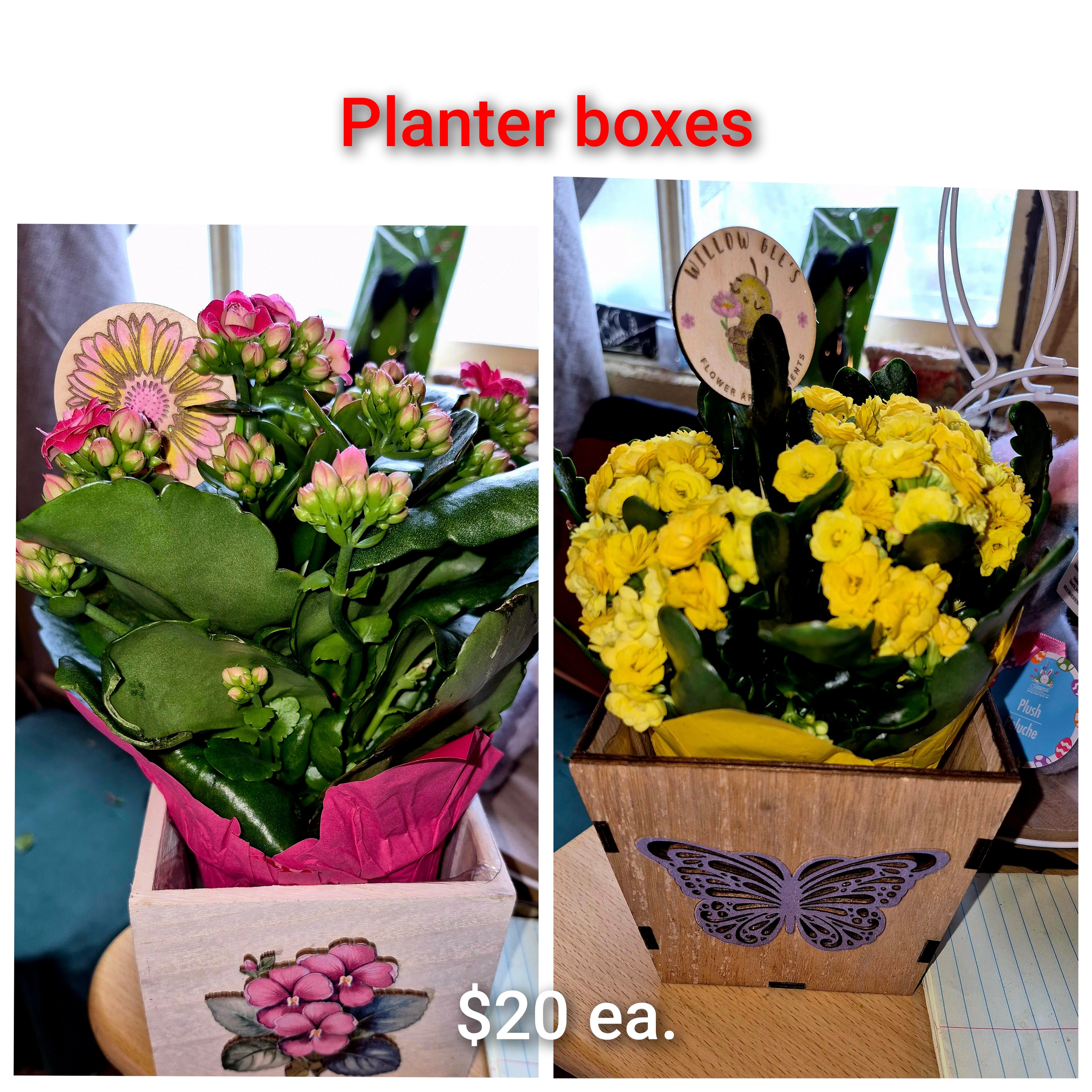 Planter Box with Live Plant
